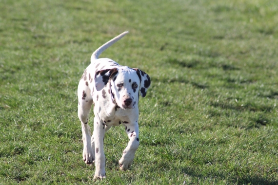 Petit mâle Dalmatien né le 07/05/2025 est proposé – vendu 1000 €.
