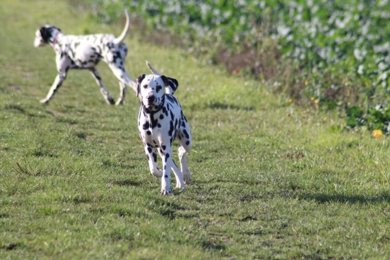 Petite femelle Dalmatien née le 07/05/2025 est proposée – vendue 1000 €.