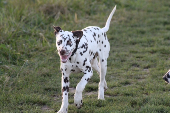 Petit mâle Dalmatien né le 21/05/2025 est proposé – vendu 1000 €.