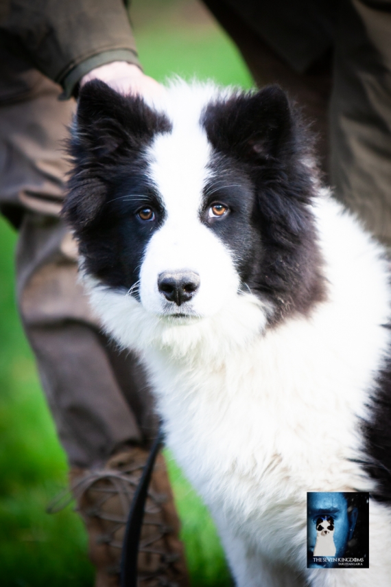 Petit mâle Laika de Yakoutie né le 14/07/2025 est proposé – vendu 1200 €.