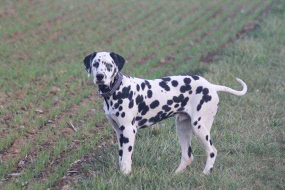 Petit mâle Dalmatien né le 07/05/2025 est proposé – vendu 1000 €.