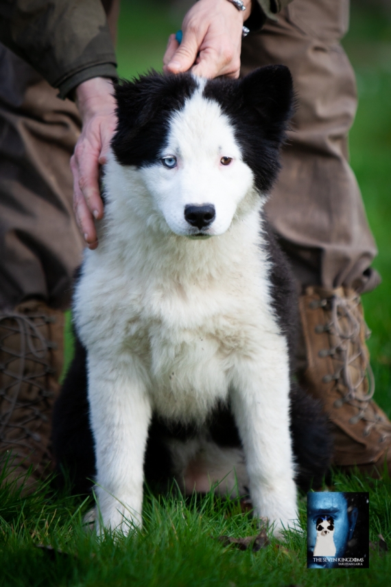 Petite femelle Laika de Yakoutie née le 14/07/2025 est proposée – vendue 1200 €.