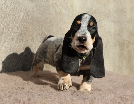 Petite femelle Basset Bleu de Gascogne née le 01/10/2025 est proposée – vendue 850 €.