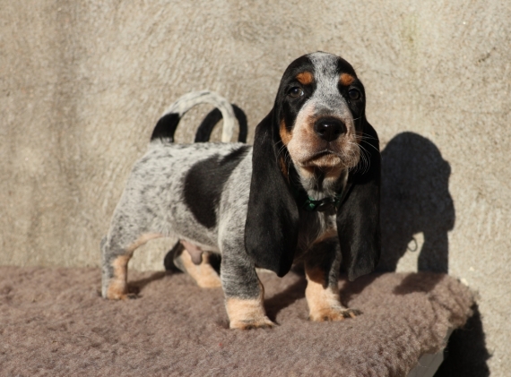 Petit mâle Basset Bleu de Gascogne né le 01/10/2025 est proposé – vendu 750 €.