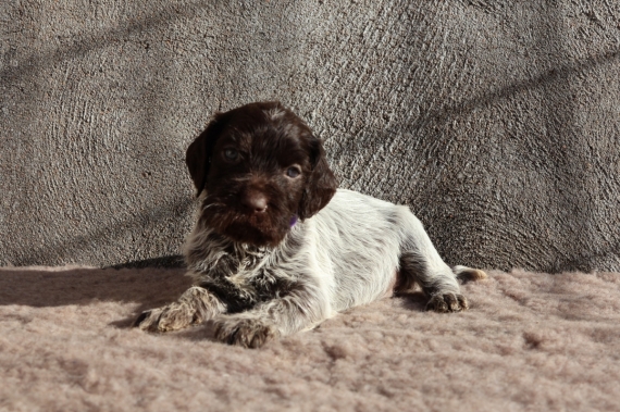 Petite femelle Griffon d'arrêt à poil dur née le 12/10/2025 est proposée – vendue 900 €.