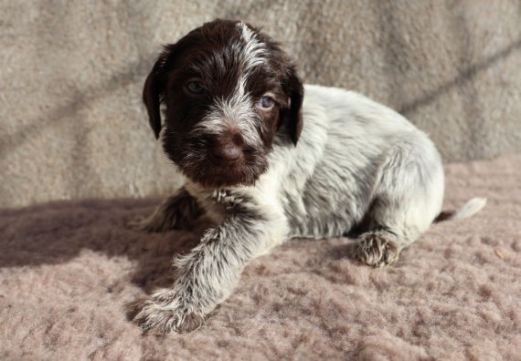 Petite femelle Griffon d'arrêt à poil dur née le 12/10/2025 est proposée – vendue 900 €.