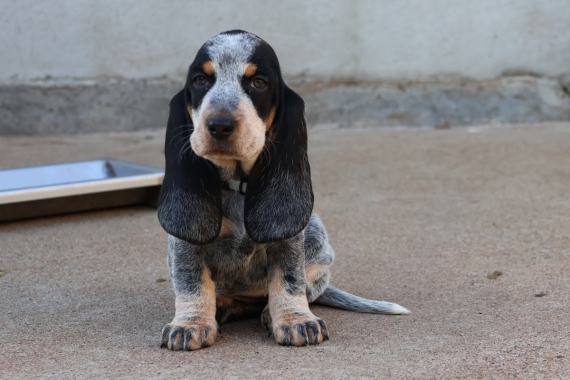 Petite femelle Basset Bleu de Gascogne née le 01/10/2025 est proposée – vendue 850 €.