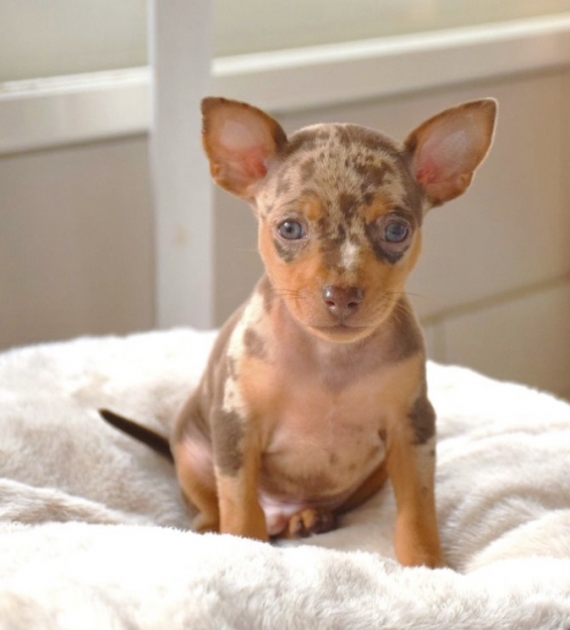 Petit mâle Ratier de Prague né le 10/09/2025 est proposé – vendu 3300 €.