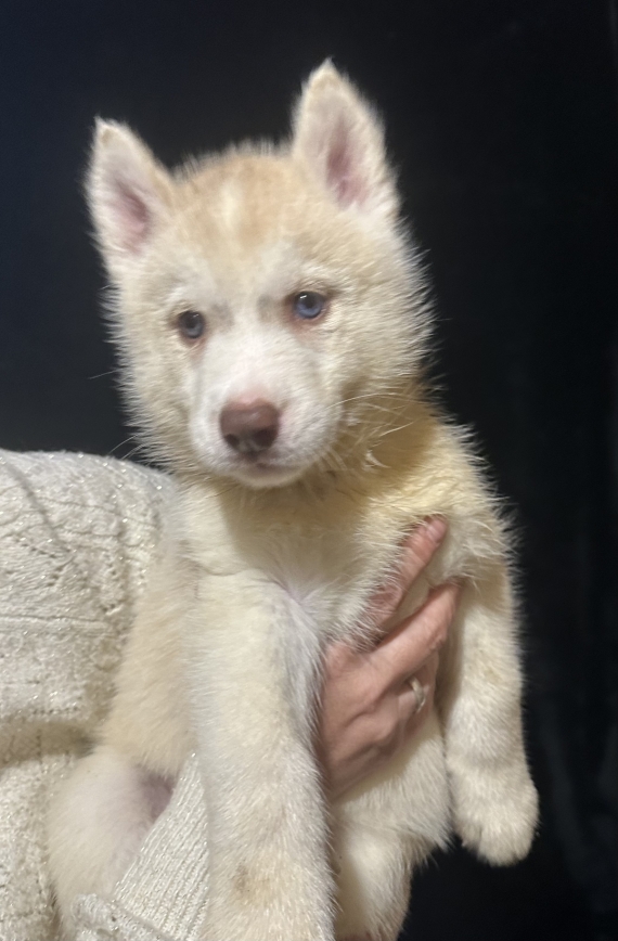 Petite femelle Husky Sibérien née le 06/10/2025 est proposée – vendue 1350 €.