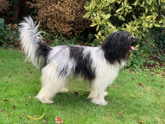 Petit mâle  né le 09/09/2025 est proposé – vendu 1800 €.