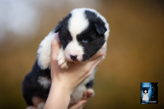 Petit mâle Laika de Yakoutie né le 14/10/2025 est proposé – vendu 1650 €.