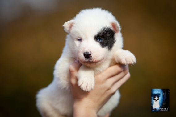 Petit mâle Laika de Yakoutie né le 14/10/2025 est proposé – vendu 1650 €.