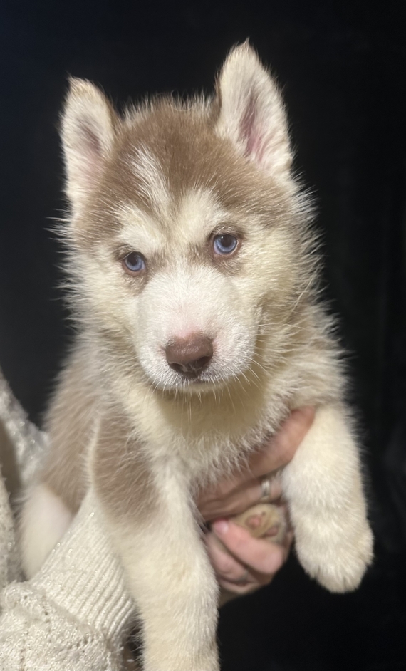 Petit mâle Husky Sibérien né le 06/10/2025 est proposé – vendu 1150 €.