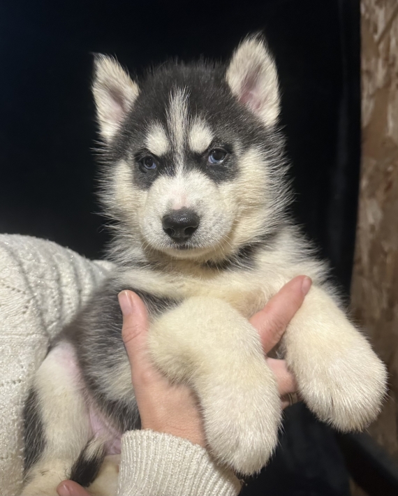 Petit mâle Husky Sibérien né le 06/10/2025 est proposé – vendu 1150 €.