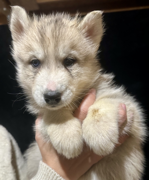 Petit mâle Husky Sibérien né le 06/10/2025 est proposé – vendu 1150 €.