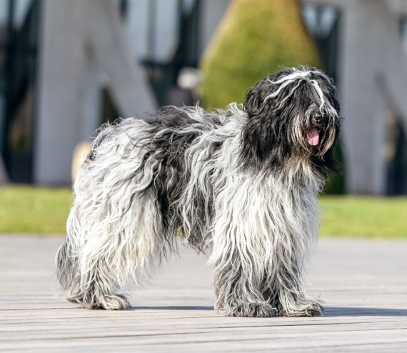 Petit mâle  né le 09/09/2025 est proposé – vendu 1800 €.