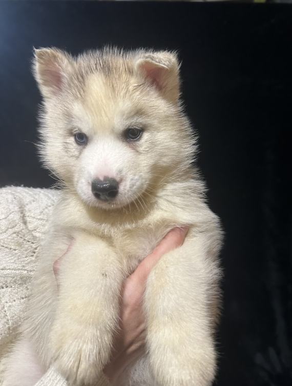 Petite femelle Husky Sibérien née le 06/10/2025 est proposée – vendue 1350 €.
