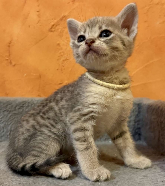 Petite femelle Savannah née le 05/10/2025 est proposée – vendue 1500 €.