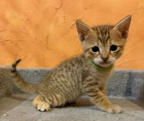 Petit mâle Savannah né le 05/10/2025 est proposé – vendu 1500 €.