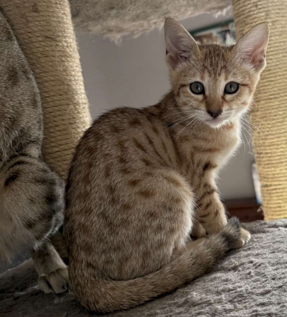 Petite femelle Savannah née le 05/09/2025 est proposée – vendue 1500 €.