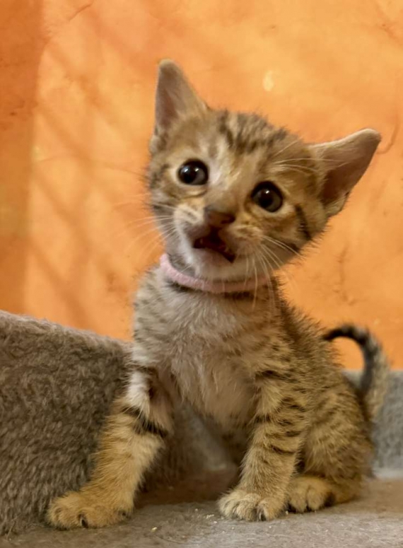 Petite femelle Savannah née le 05/10/2025 est proposée – vendue 1500 €.