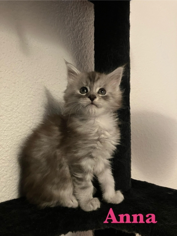 Petite femelle Maine Coon née le 30/09/2025 est proposée – vendue 1300 €.