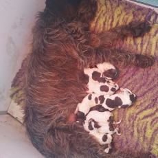 Ce petite mle Griffon d'arrt  poil dur propos  l'achat est n le 12/11/2025.