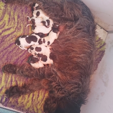 Chiot Griffon d'arrt  poil dur de race LOF avec pedigree  adopter.