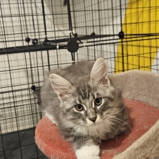 Maine Coon chaton vendu 1200 €