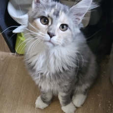 Maine Coon chaton vendu 1300 €