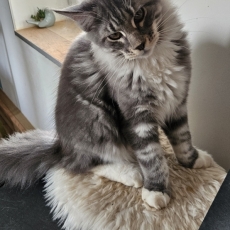 Adoption chaton Maine Coon au prix de 1200 €