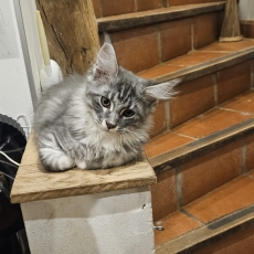 Chaton Maine Coon à adopter au prix de 1200 €