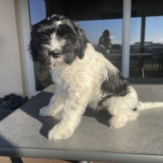 Chiot Schapendoes à adopter au prix de 1800 €