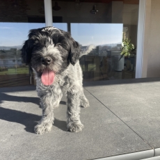 Chiot Schapendoes à adopter au prix de 1800 €