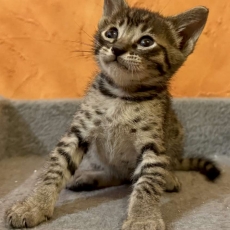 Chat Savannah chaton vendu 1500 €
