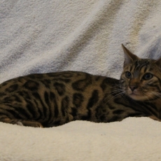 Cette petite femelle Chat Bengal propos�e � l'achat est n�e le 31/03/2025.