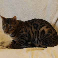 Ce petite m�le Chat Bengal propos� � l'achat est n� le 31/03/2025.