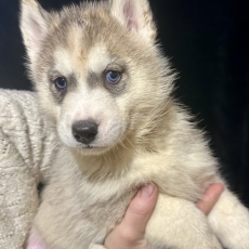 Chiot Husky Sibérien à adopter au prix de 1150 €