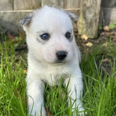 Chiot Husky Sibérien à adopter au prix de 1150 €