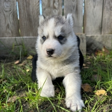 Acheter Husky Sibérien bébé pour 1150 €