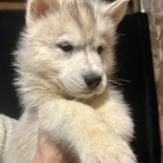 Adoption chiot Husky Sibérien au prix de 1150 €