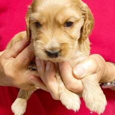 Acheter Cocker Anglais Spaniel bébé pour 1400 €