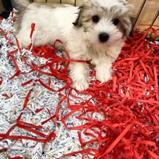 Acheter Coton de Tulear bébé pour 1400 €