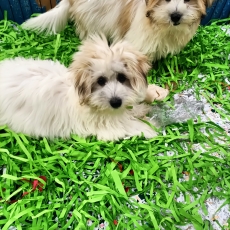 Coton de Tulear chiot vendu 990 €