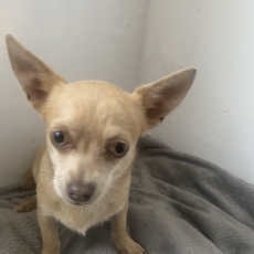 Cette petite femelle Chihuahua propose  l'achat est ne le 09/06/2025.