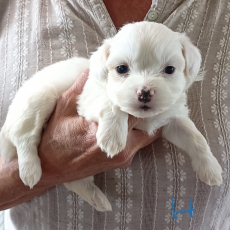 Bichon Havanais chiot vendu 1300 €