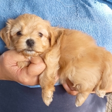 Chiot Bichon Havanais à adopter au prix de 1200 €