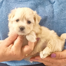 Acheter Bichon Havanais bébé pour 1400 €