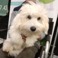 Coton de Tulear chiot vendu 990 €