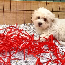 Acheter Coton de Tulear bébé pour 1400 €